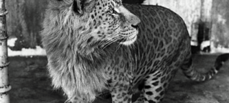 This+is+a+Leopon+%26%238211%3B+A+hybrid+resulting+from+the+crossing+of+a+male+leopard+with+a+lioness.