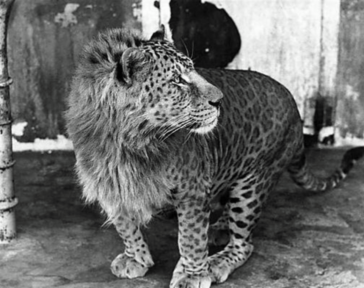 This+is+a+Leopon+%26%238211%3B+A+hybrid+resulting+from+the+crossing+of+a+male+leopard+with+a+lioness.