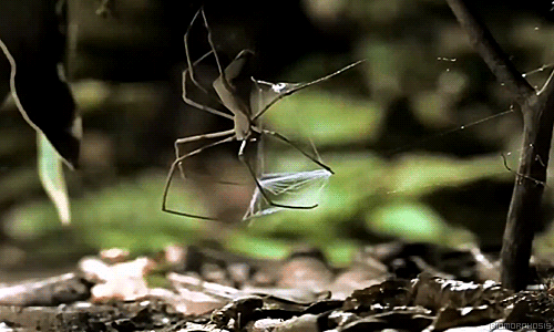 Gladiator+spider+catching+its+prey.