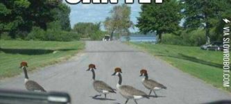 Scumbag+geese.