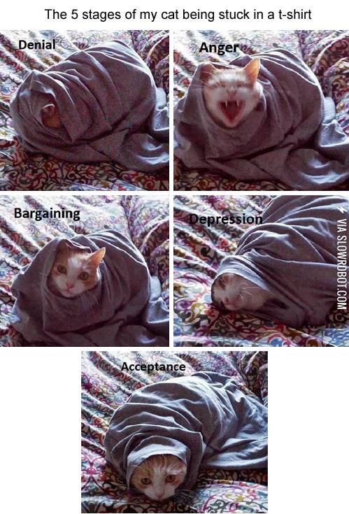 The+5+stages+of+my+cat+being+stuck+in+a+t-shirt.