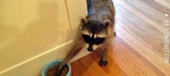 Sneaky+raccoons%21