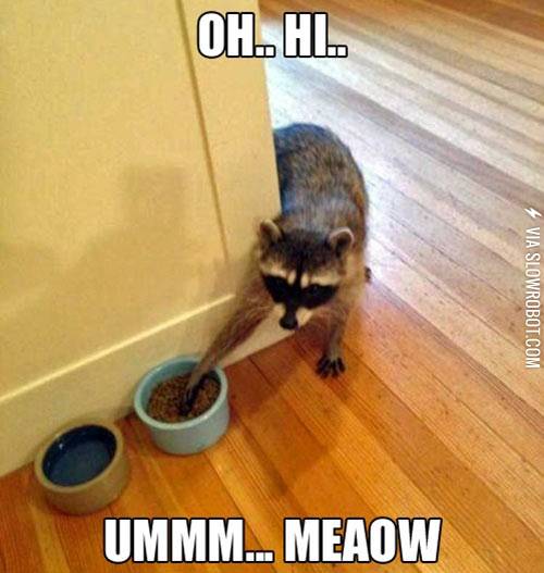 Sneaky+raccoons%21