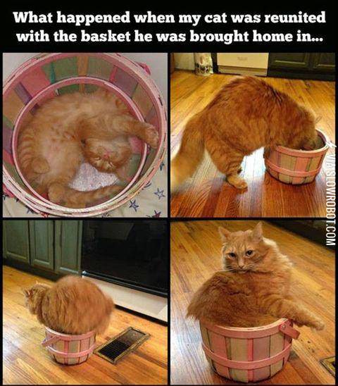 Cat+returning+home
