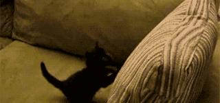 kitten+vs+pillow..+cho+chweet..