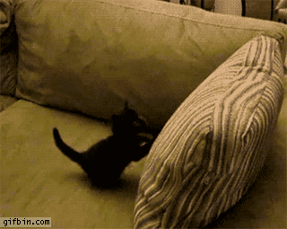 kitten+vs+pillow..+cho+chweet..