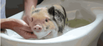 Baby+pig+takes+a+bath