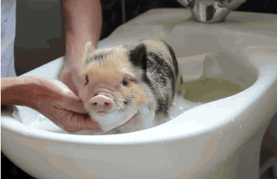 Baby+pig+takes+a+bath