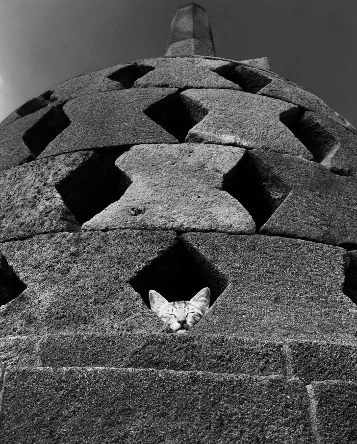 Cat+taking+a+nap+in+Borobudur%2C+Indonesia