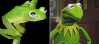 Scientists+Find+A+Frog+In+Costa+Rica+That+Looks+Just+Like+Kermit