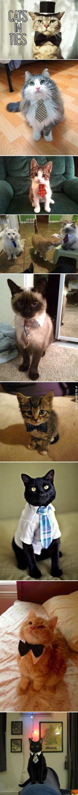 Cats+in+ties.
