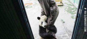Traumatized+pandas+are+cute.
