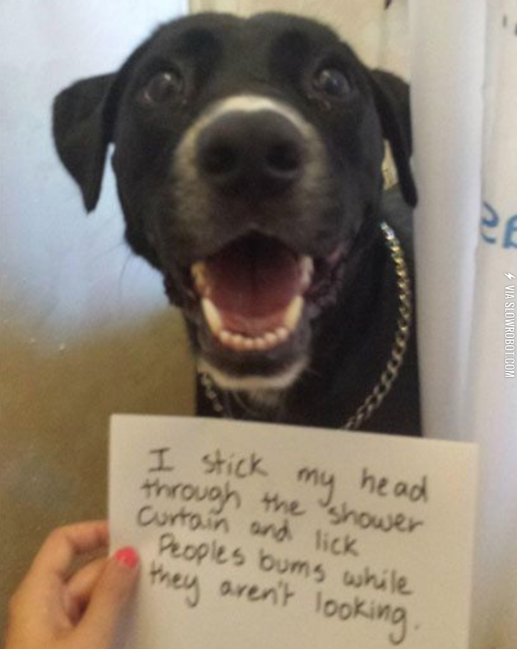 A+dog%26%238217%3Bs+confession.