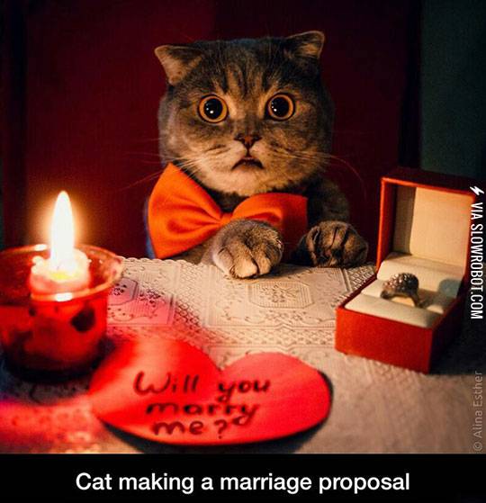 The+Cutest+Proposal