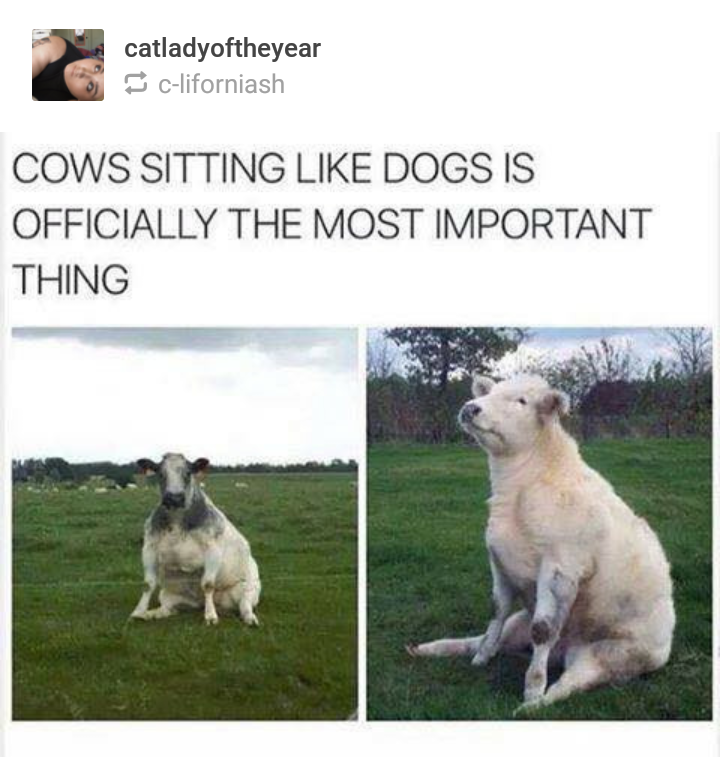 Cows+sitting+like+dogs