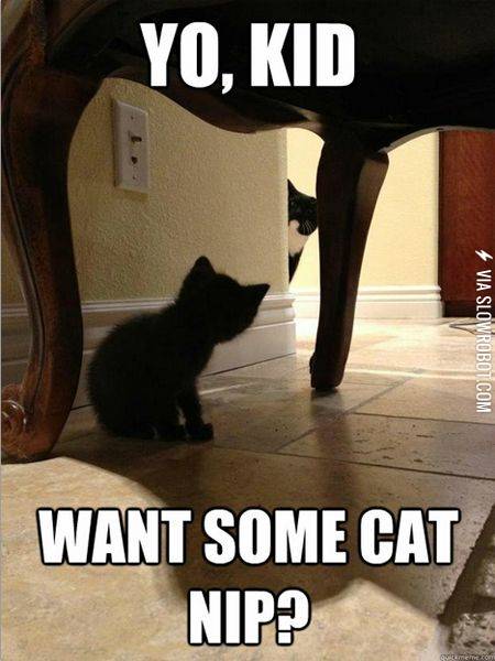 Yo%2C+kid.+Want+some+cat+nip%3F