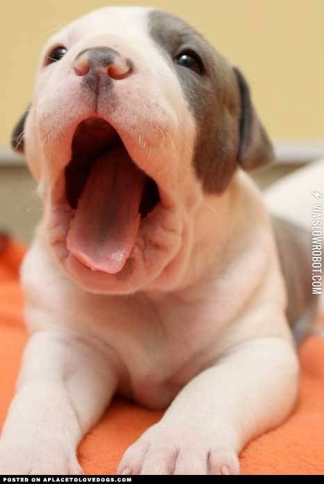 Mid+yawn
