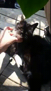 My+cat+must+have+been+a+dog+in+a+previous+life