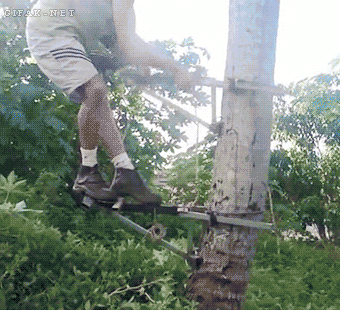 How+to+climb+a+tree.