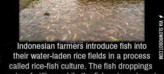 Indonesian+farmers