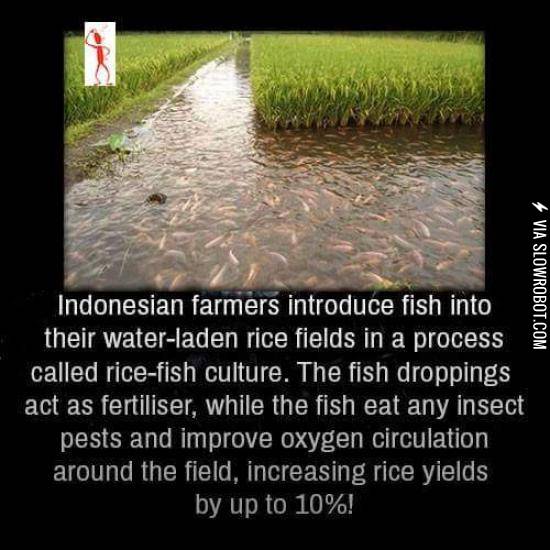 Indonesian+farmers