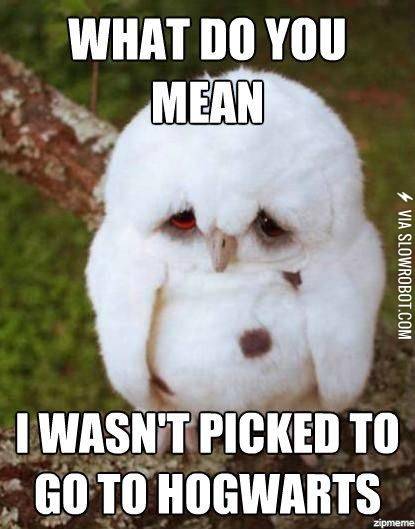 Poor+owl.