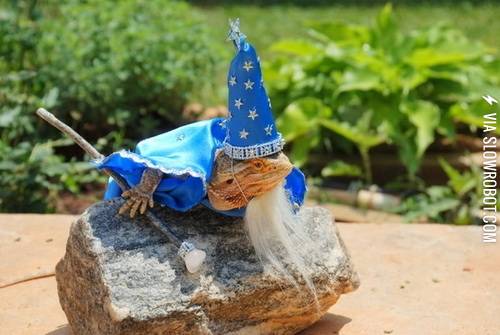 You%26%238217%3Bre+a+lizard+Harry.