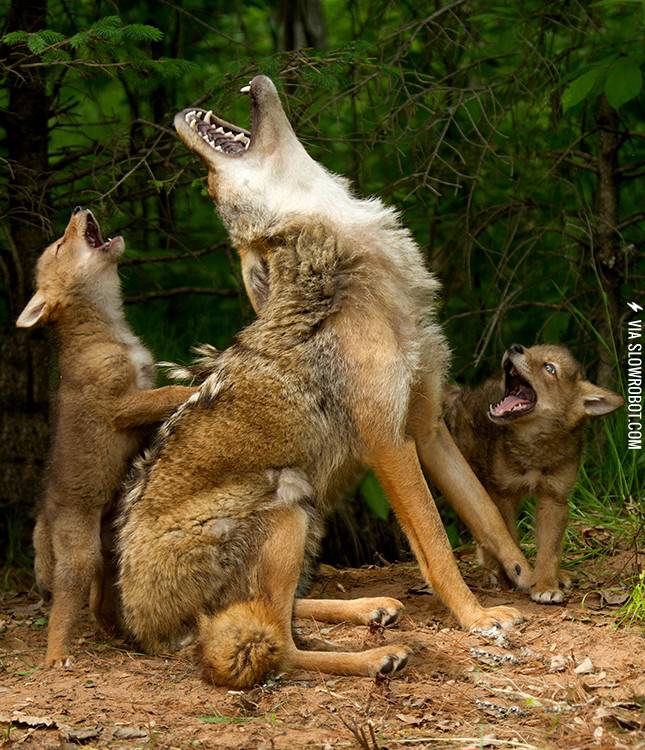 Howling+lessons