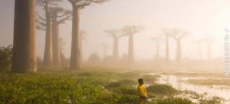 The+baobab+trees%2C+Madagascar.