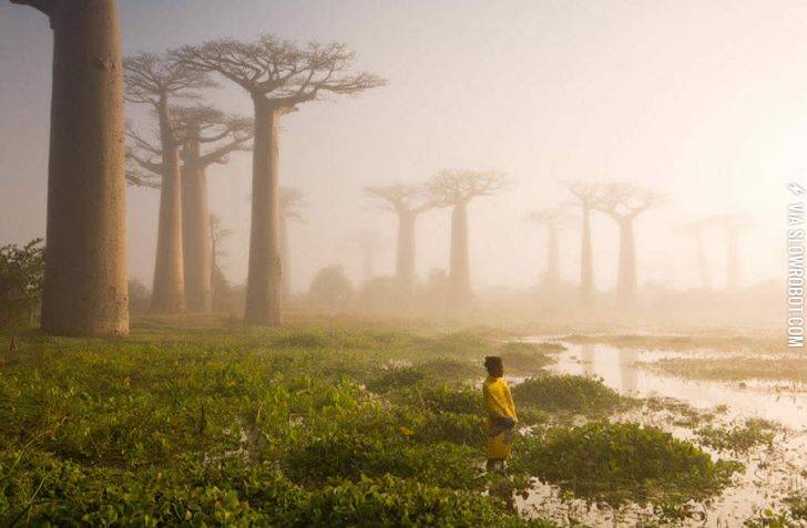 The+baobab+trees%2C+Madagascar.