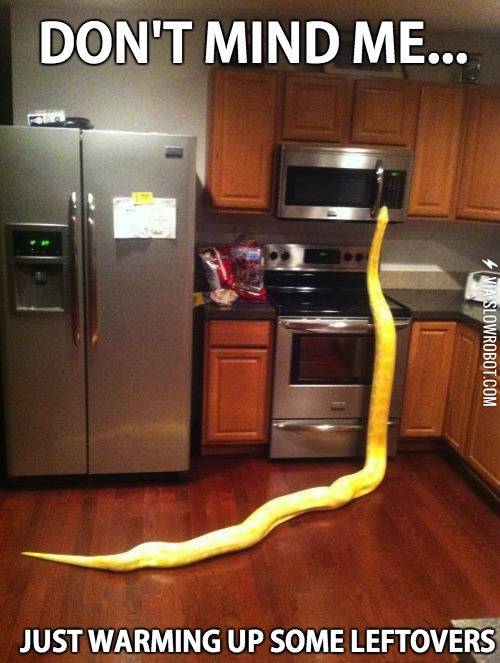 When+you+have+a+snake+as+a+roommate.