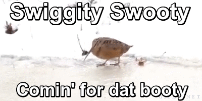 Swiggity+swooty.