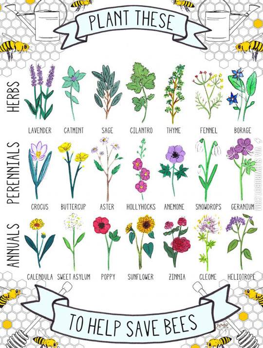 Plant+these+to+help+save+the+bees.