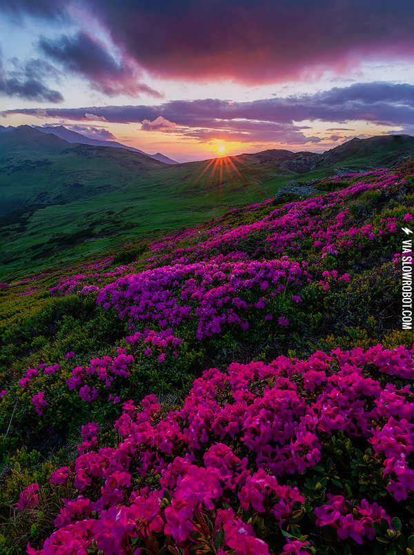 Secret+garden+in+Transylvania.