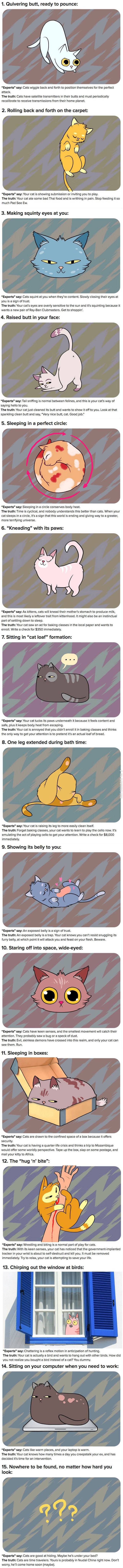 Truths+about+your+cat%26%238217%3Bs+behavior.