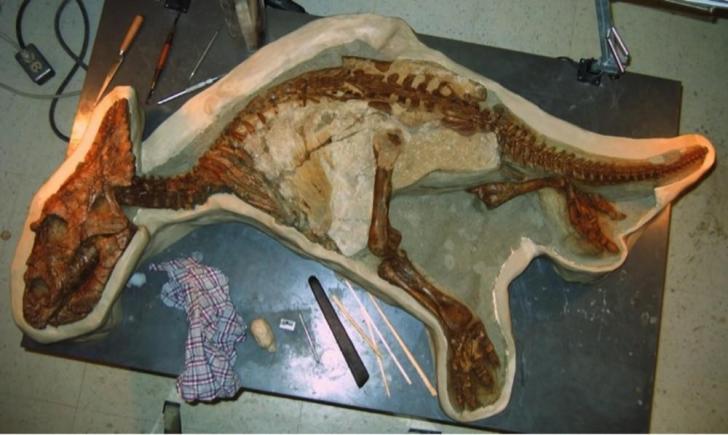 Skeleton+of+a+toddler+dinosaur+recenty+found+in+Alberta%2CCanada.+It%26%238217%3Bs+so+well+preserved+that+a+possible+cause+of+death+could+be+determined+%28he+drowned+in+a+river%29