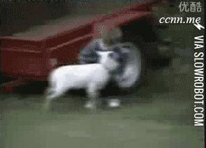 Goats+are+jerks.
