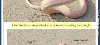 Bad+joke+snake.