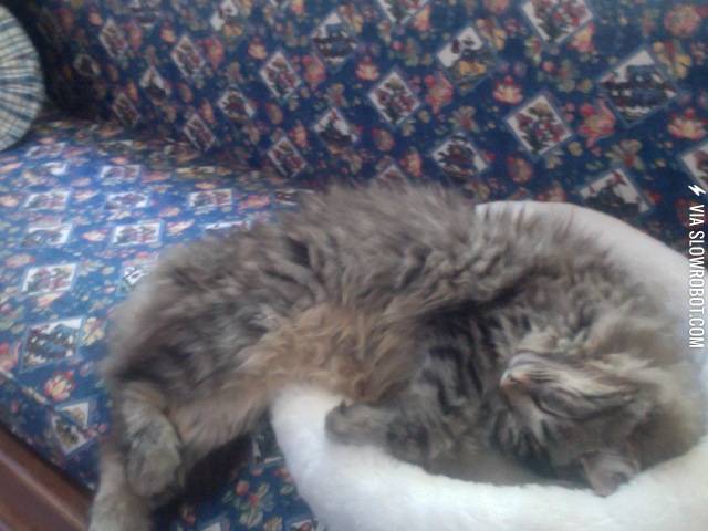 This+is+how+my+cat+sleeps%26%238230%3B