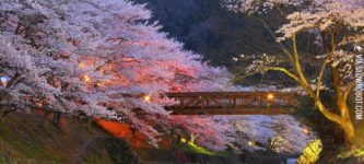 Cherry+trees+in+Kyoto%2C+Japan
