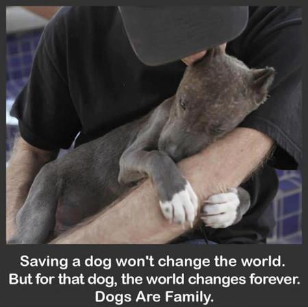 Saving+A+Dog