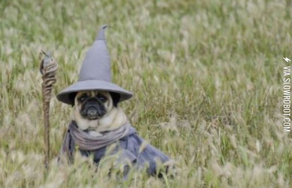 Lord+of+the+Pugs