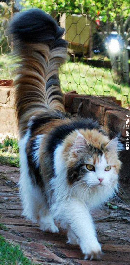 The+Tail+Of+This+Cat+Is+My+Spirit+Animal