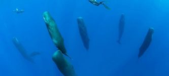 Sleeping+sperm+whales