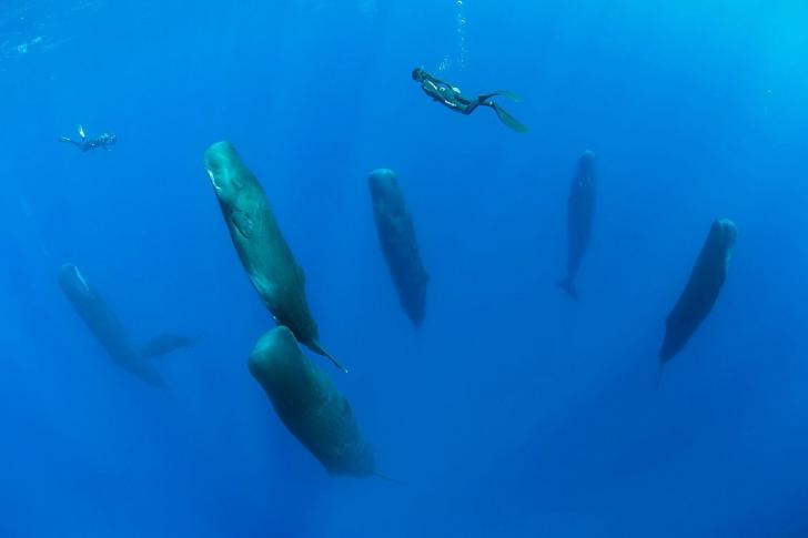 Sleeping+sperm+whales