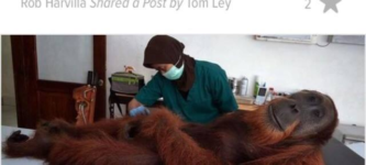 Orangutan+don%26%238217%3Bt+care