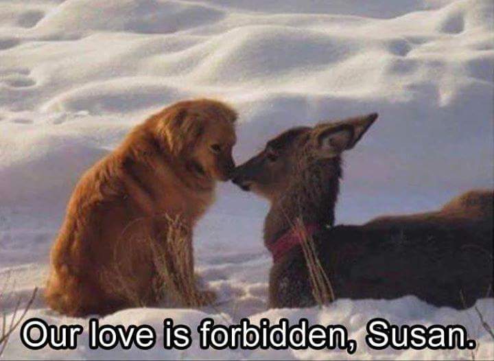 Forbidden+love