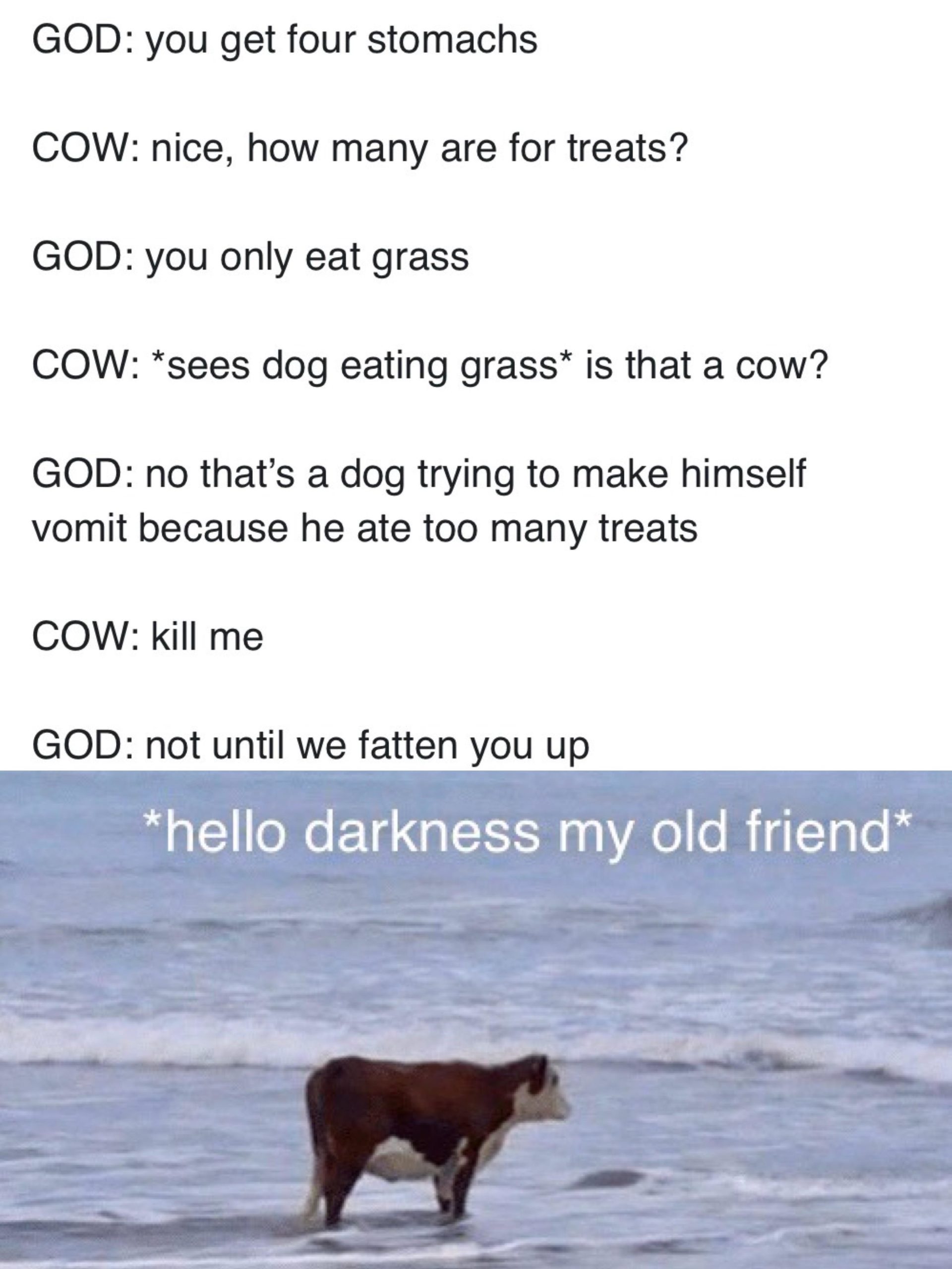 What+is+the+function+of+the+bovines%3F