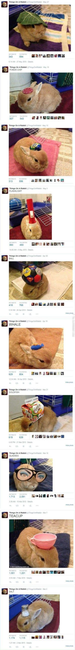 Things+you+can+put+on+a+rabbit