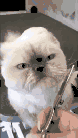 Even+The+Evil+Lord+Needs+To+Look+Good